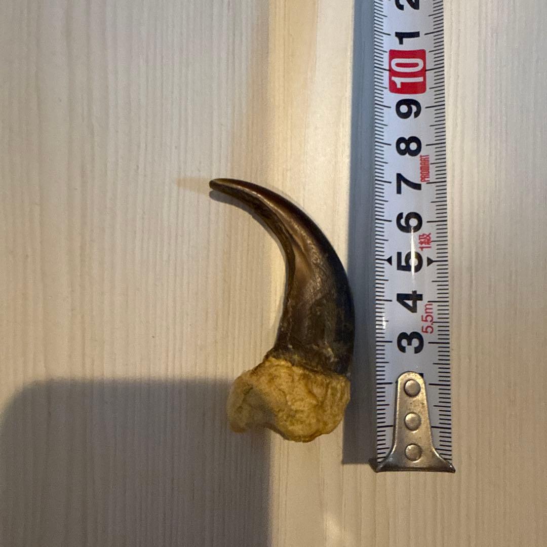 グリズリーの爪
