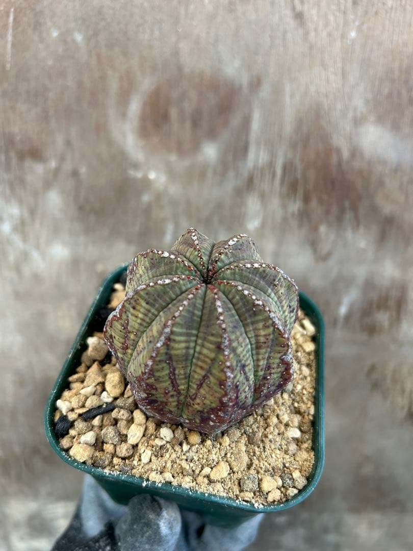 ユーフォルビアオベサ2株セット
