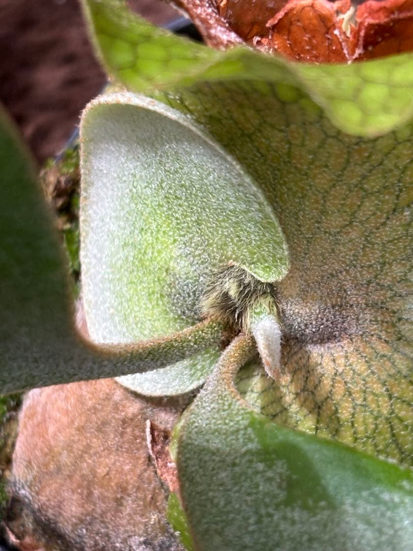 ビカクシダ P.wannasigi sporeling