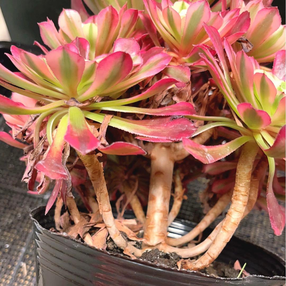 73#多肉植物❤️アエオニウム錦❤️ガーネット白斑錦❤️15頭22cm拔き苗