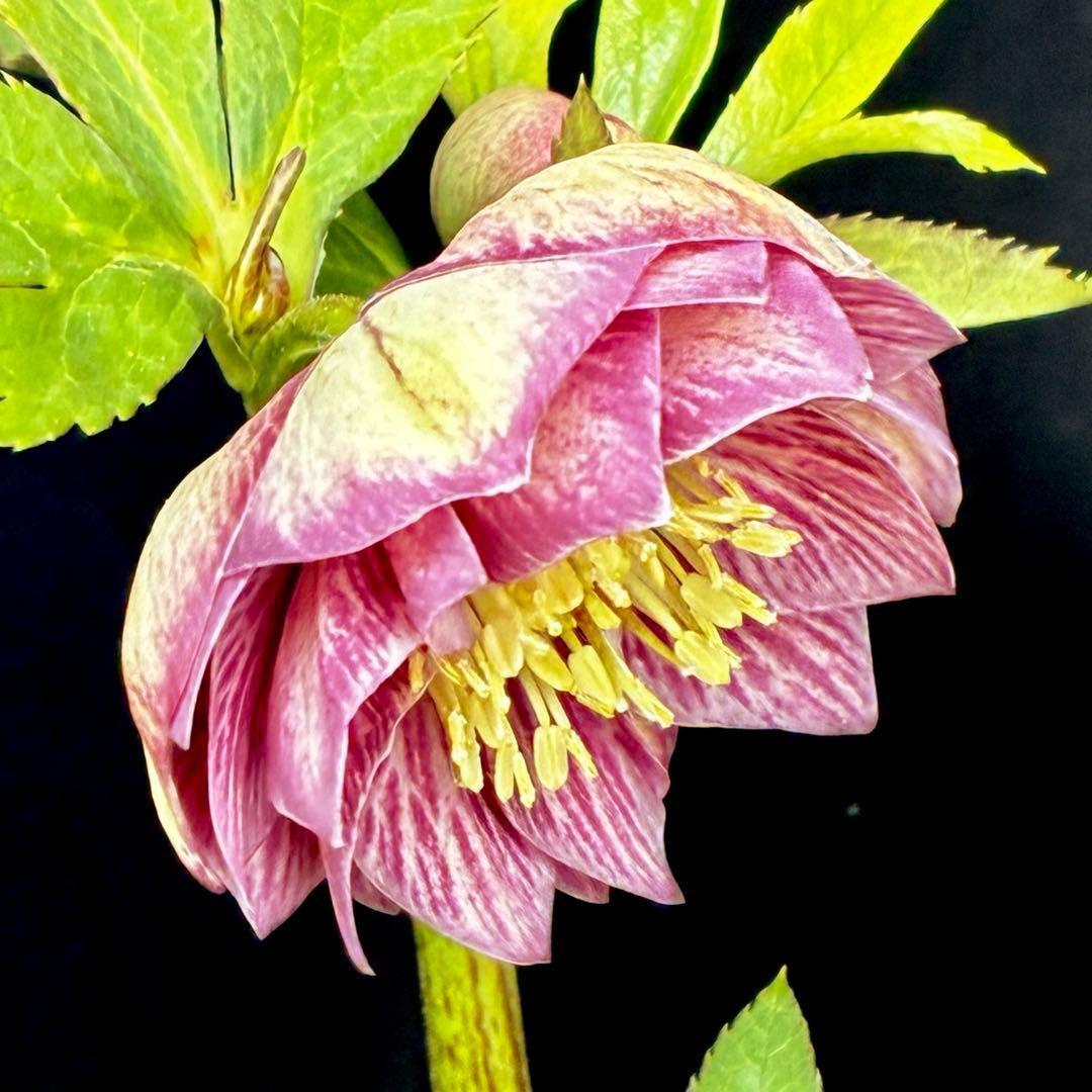 あ*号様 639☘️ラスト2☘️タグ付☘️6号☘️唯一無二☘️クッキリ色抜けベイ