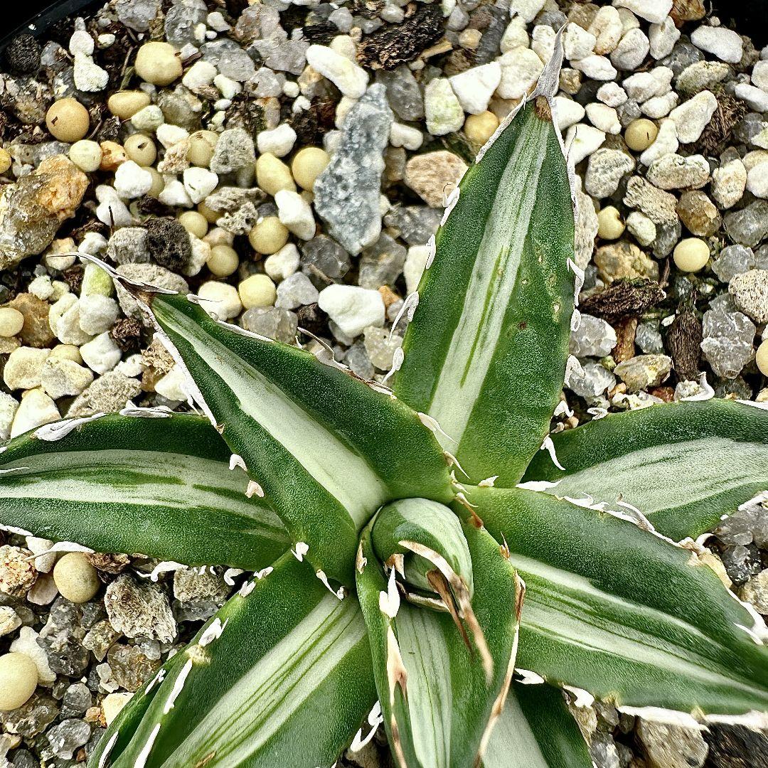 O40 多肉植物アガベ　ホリダ horrida  特殊錦 希少錦 鮮明錦 黄中斑
