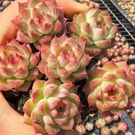 Top【選抜株】多肉植物 25541ベイネシー　72個 プラグトレー苗