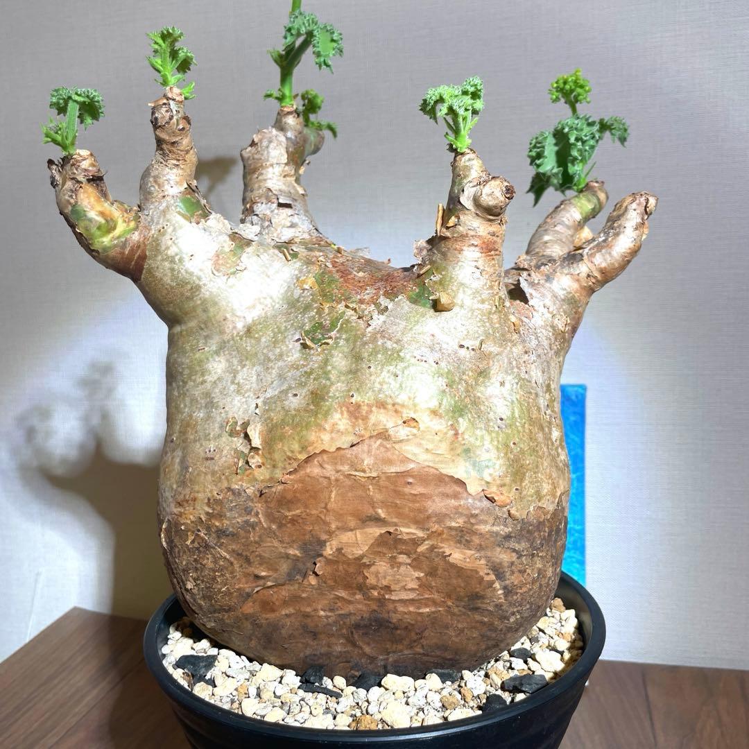 怪物　30cm↑ キフォステンマ ver.グラキリス　マクロプス 現地球　発根済
