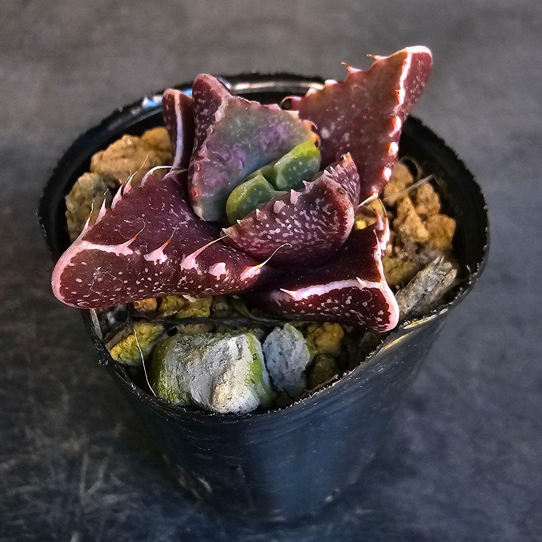 多肉植物 フォーカリア 魔獣の肉×紅蓮地獄(実生苗です)