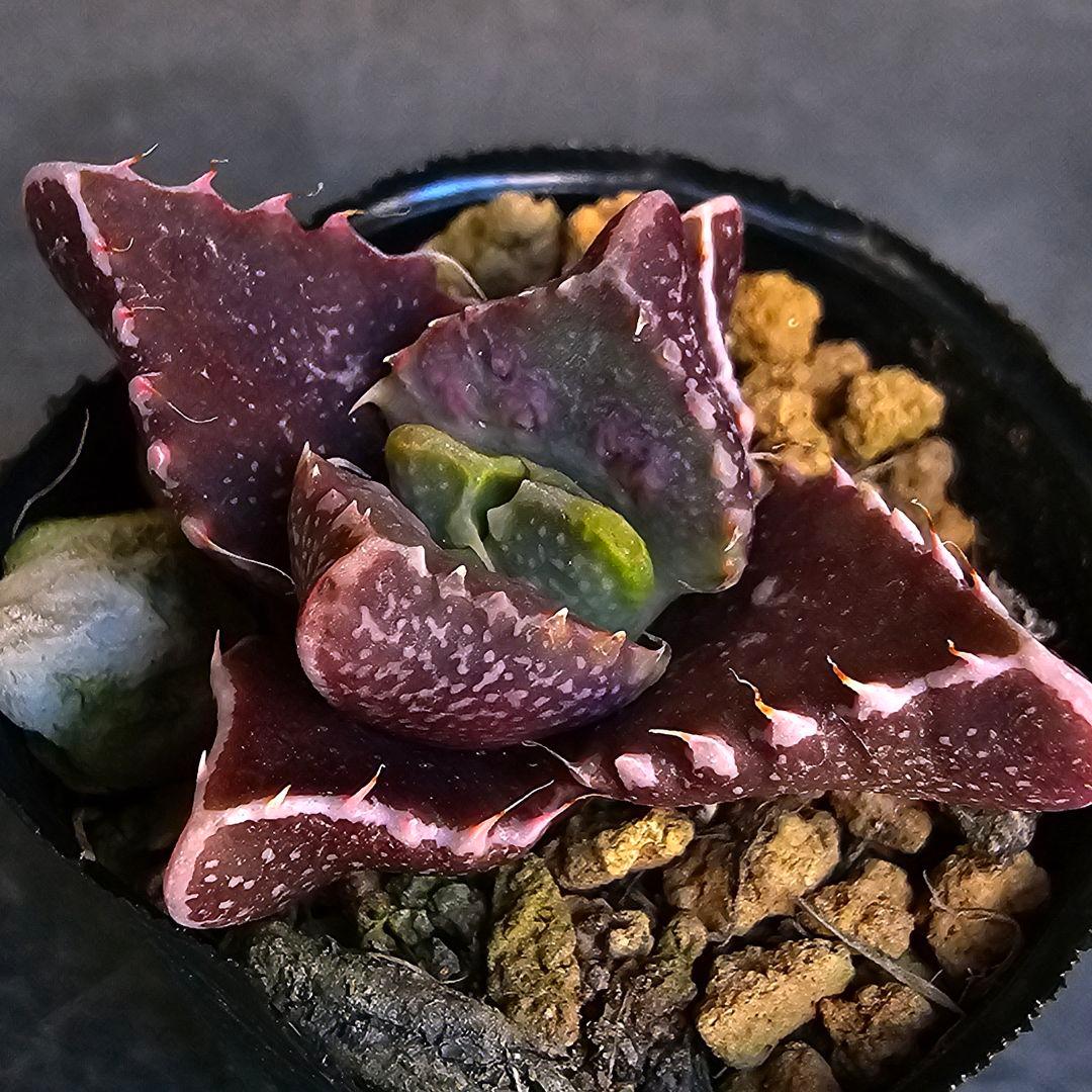多肉植物 フォーカリア 魔獣の肉×紅蓮地獄(実生苗です)