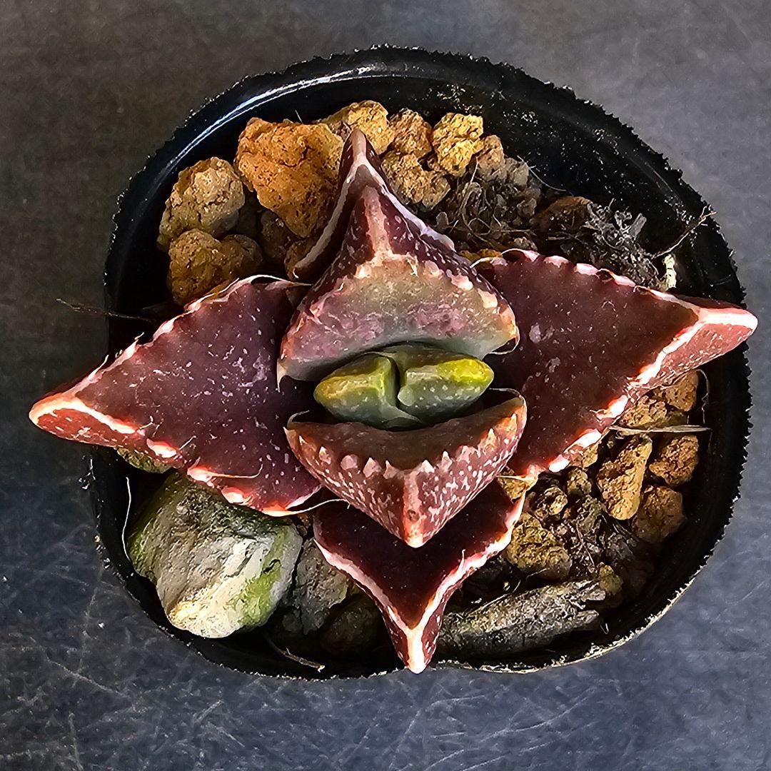 多肉植物 フォーカリア 魔獣の肉×紅蓮地獄(実生苗です)