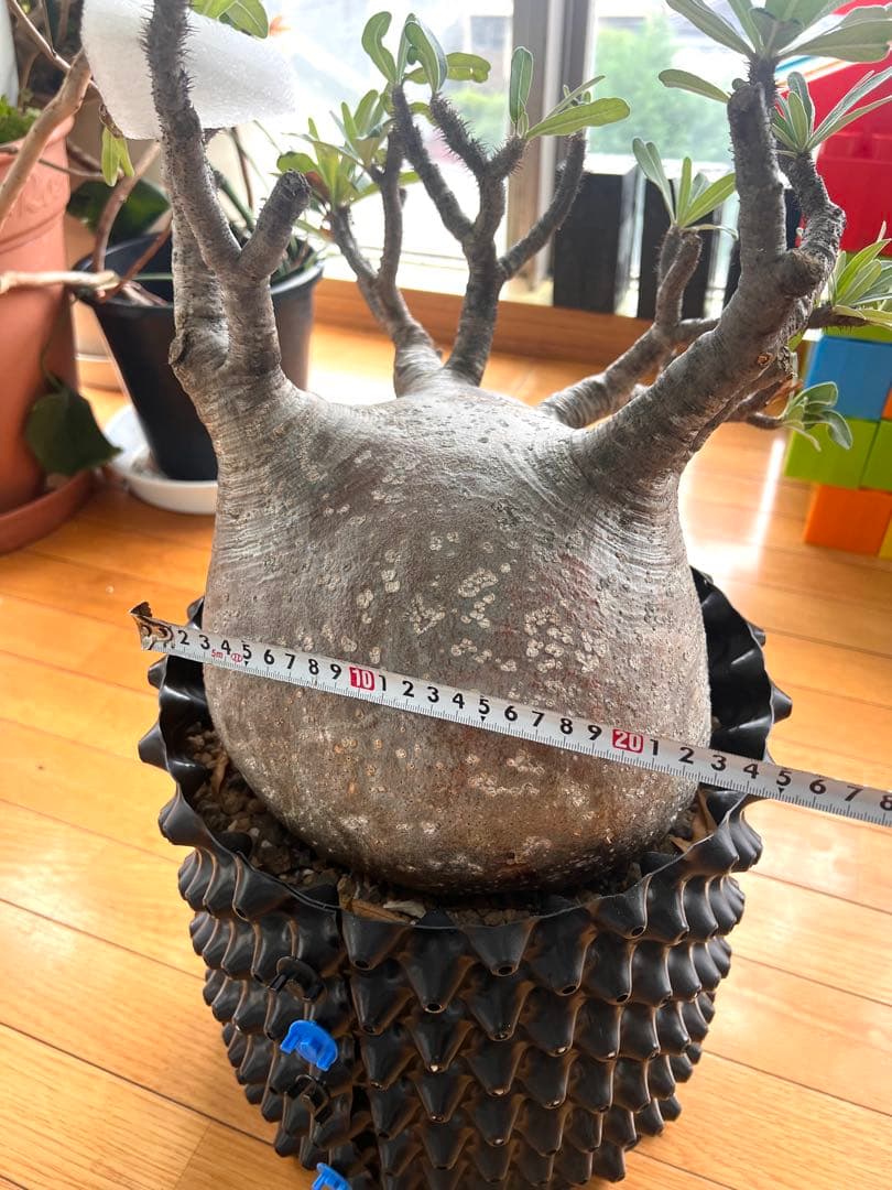 グラキリス