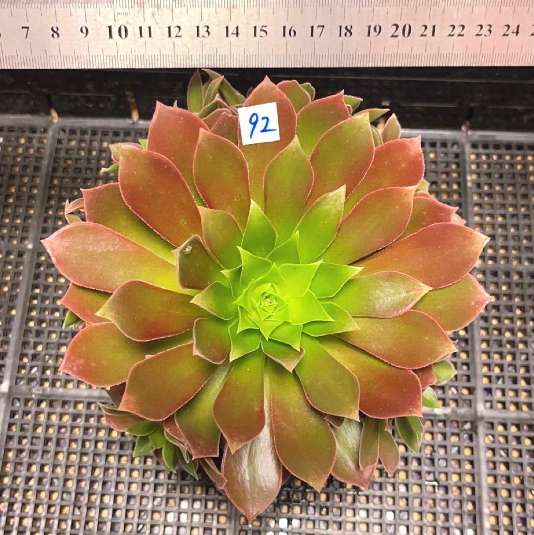 92#多肉植物アエオニウム❤️フエ二ックスフレ一ム❤️1大頭6小頭17cm拨き苗
