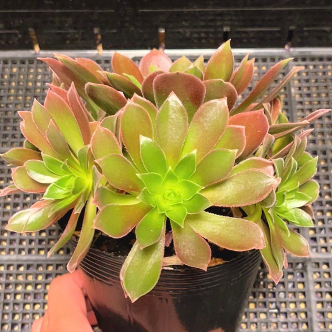 92#多肉植物アエオニウム❤️フエ二ックスフレ一ム❤️1大頭6小頭17cm拨き苗