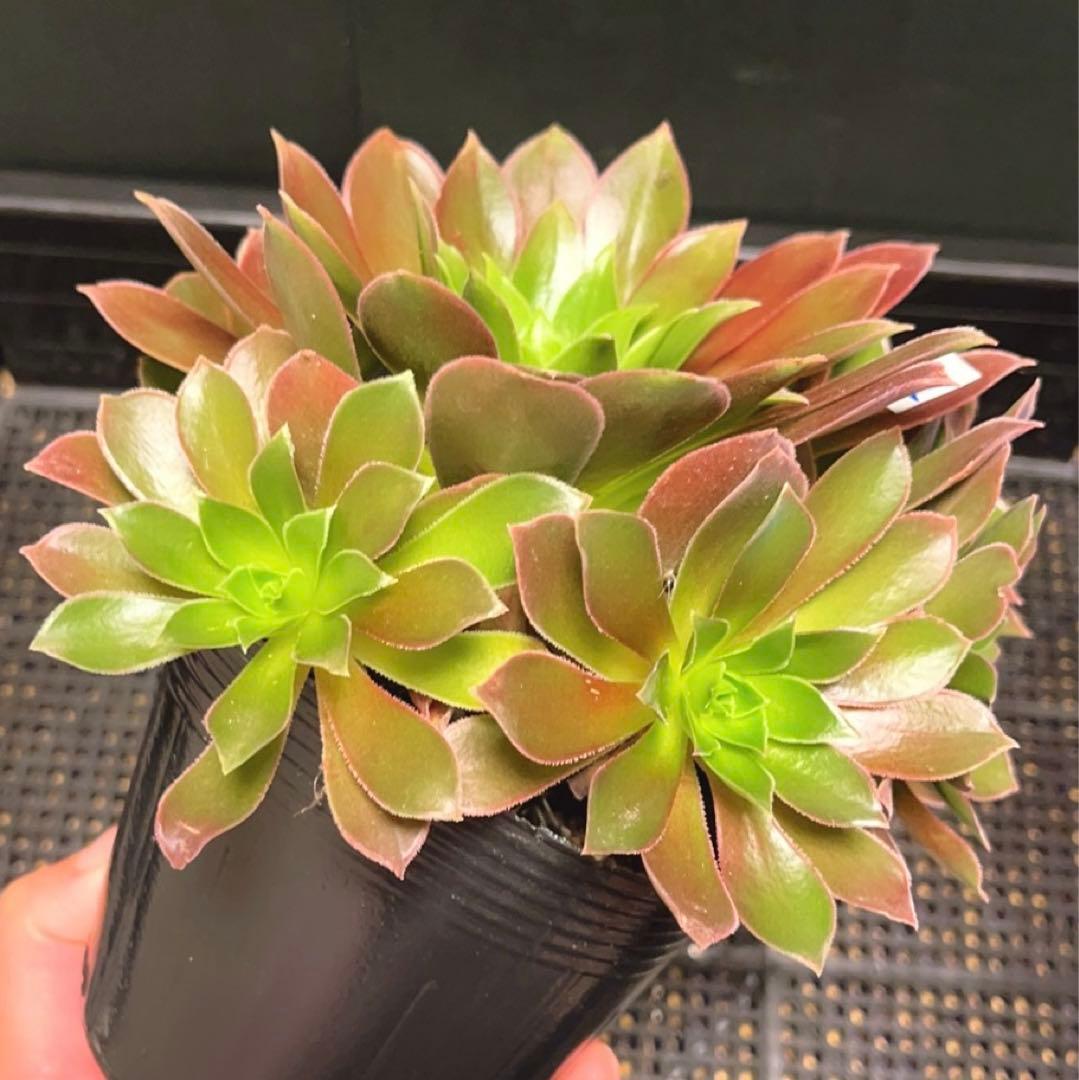 92#多肉植物アエオニウム❤️フエ二ックスフレ一ム❤️1大頭6小頭17cm拨き苗