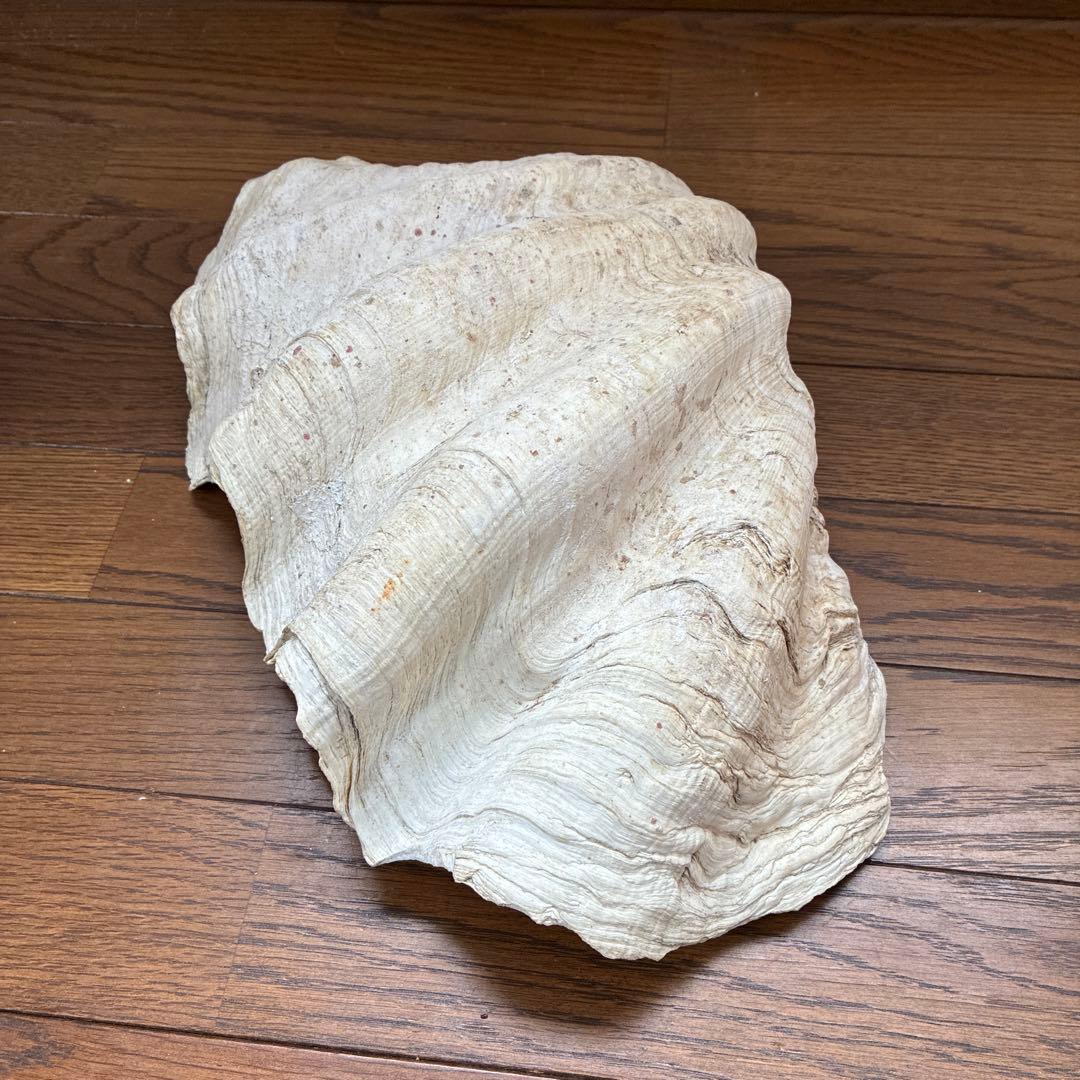 オオシャコガイ シャコ貝 約40×25ｃｍ 希少 天然