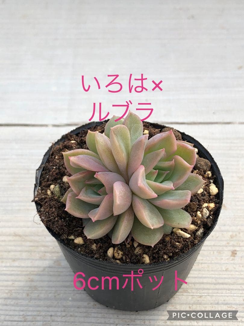 ♡専用出品♡
