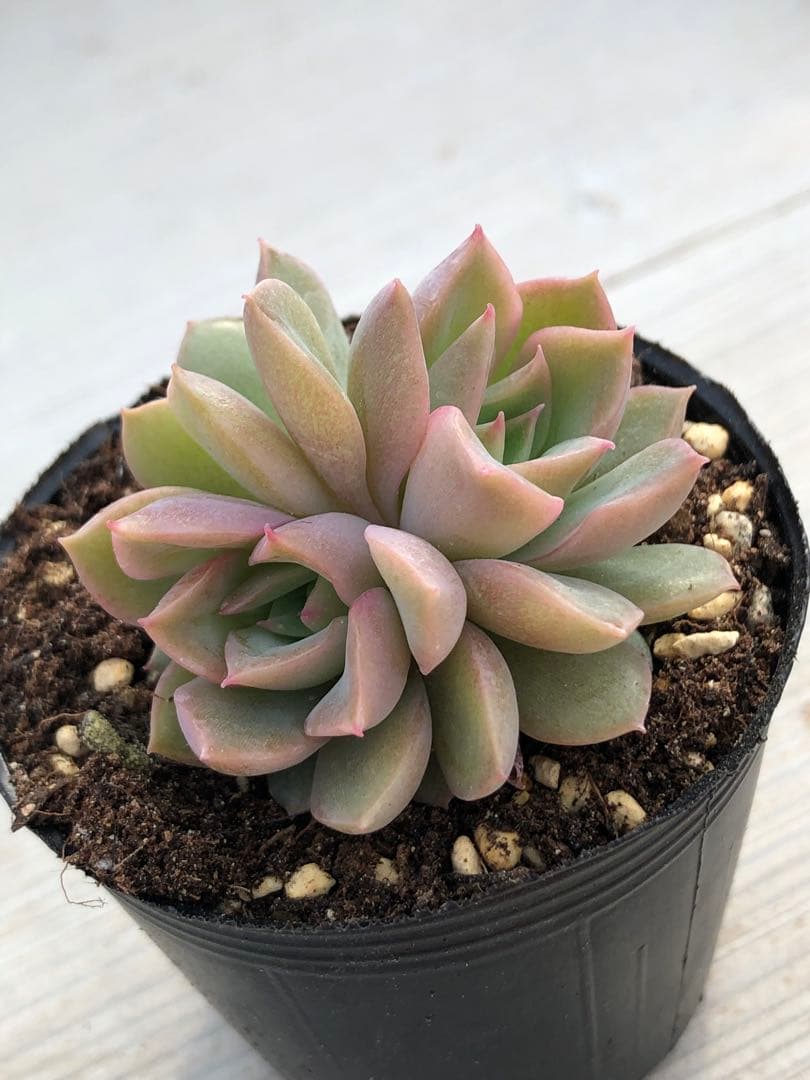 ♡専用出品♡