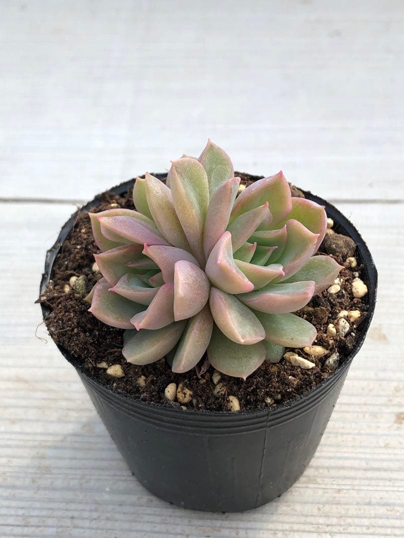 ♡専用出品♡