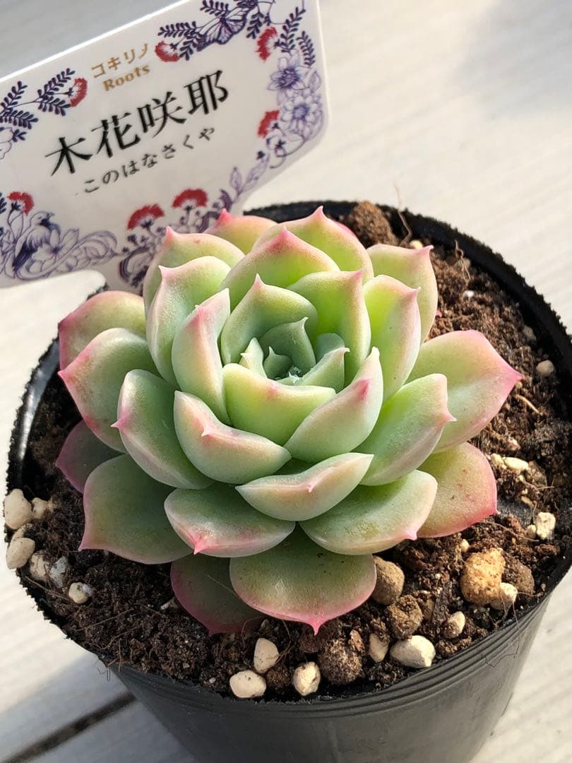 ♡専用出品♡