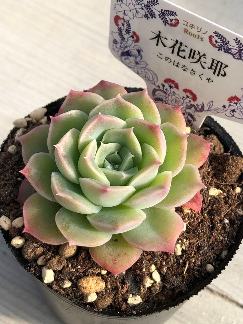 ♡専用出品♡