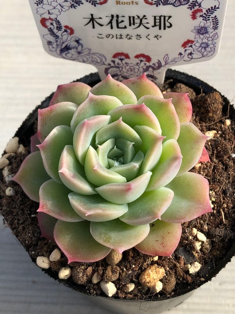 ♡専用出品♡