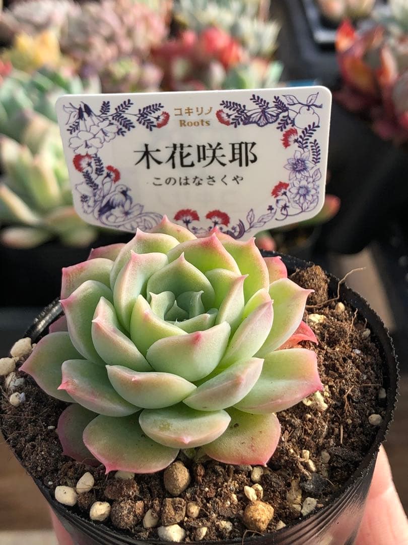 ♡専用出品♡