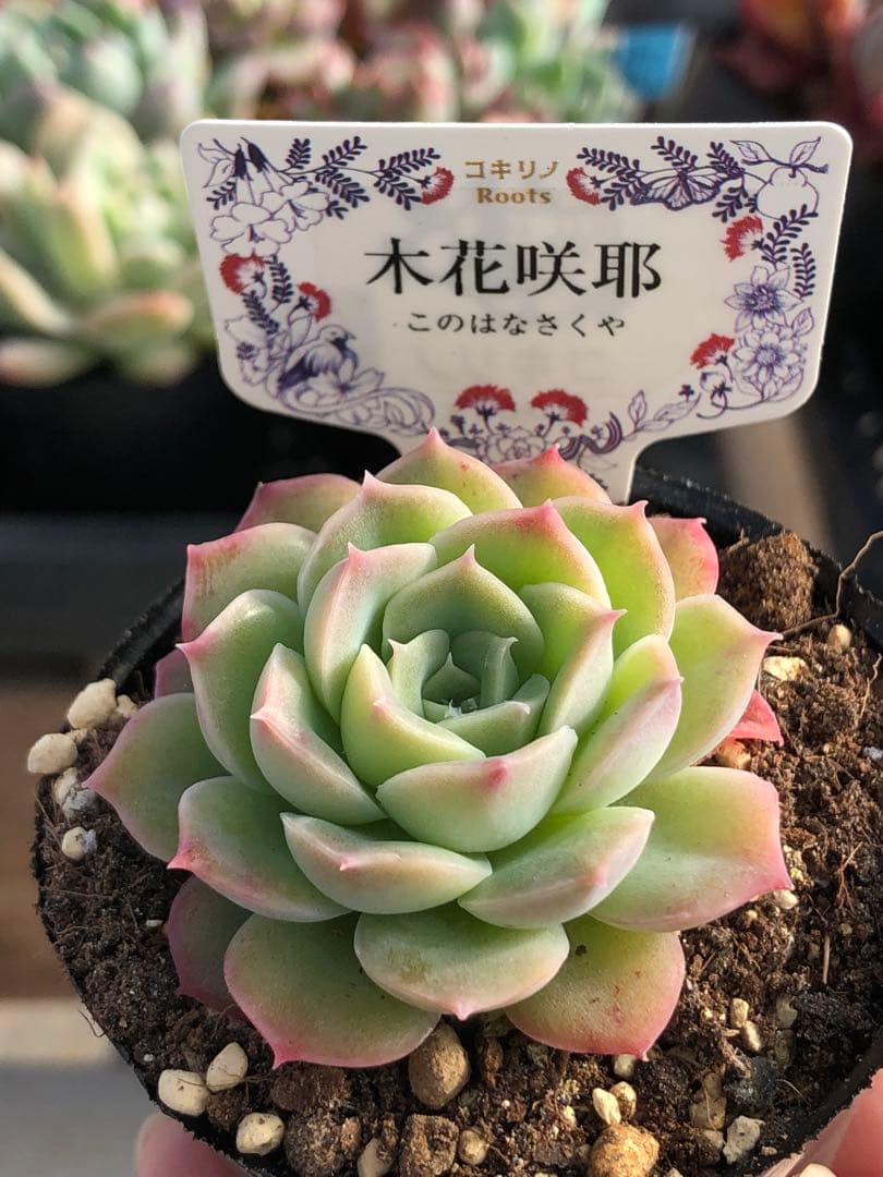 ♡専用出品♡