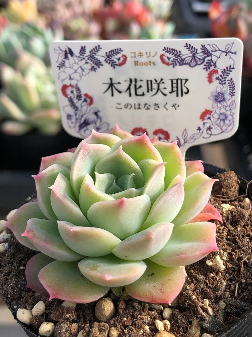 ♡専用出品♡
