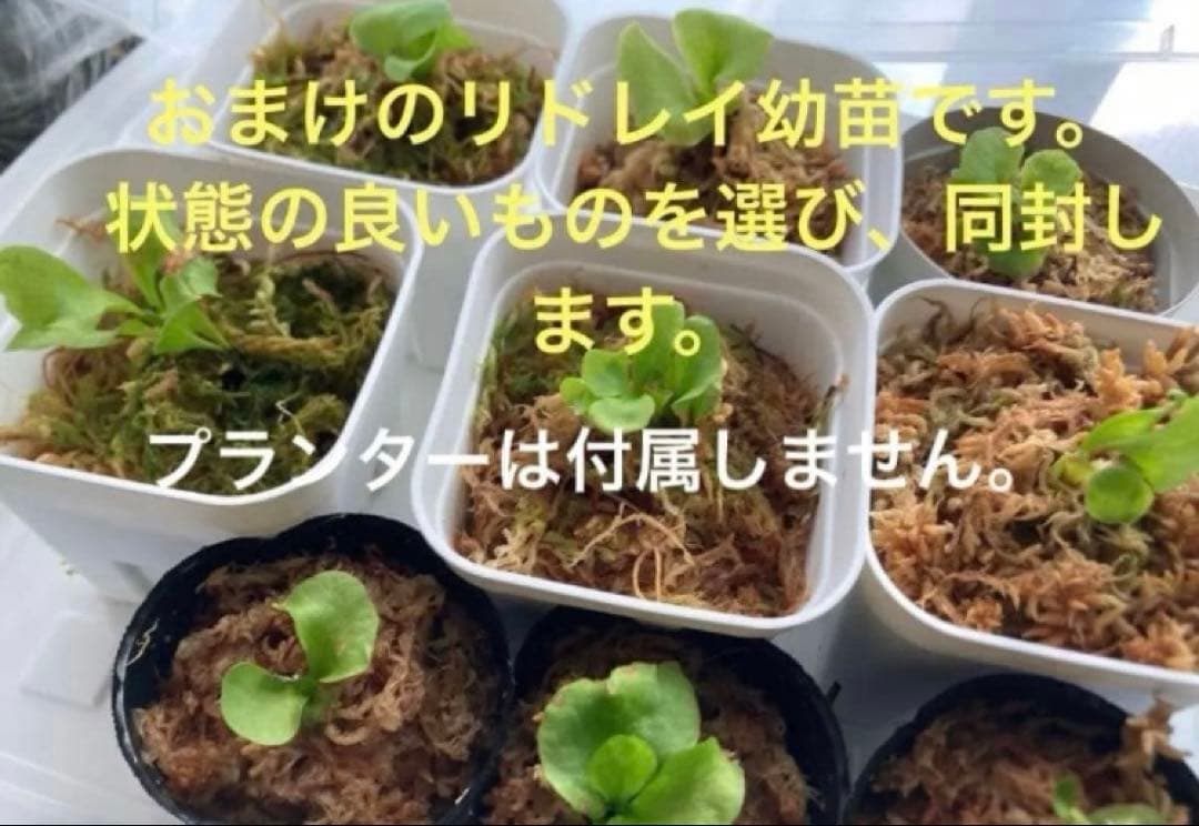 ビカクシダ　ホワイトギズモ　スポア◆ふリドレイ幼苗おまけ付き　《メルカリ便》配送