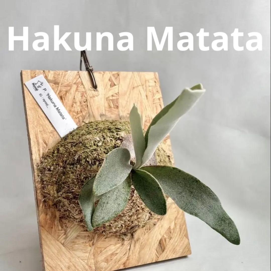 P.Hakuna Matata(TC) 【26】