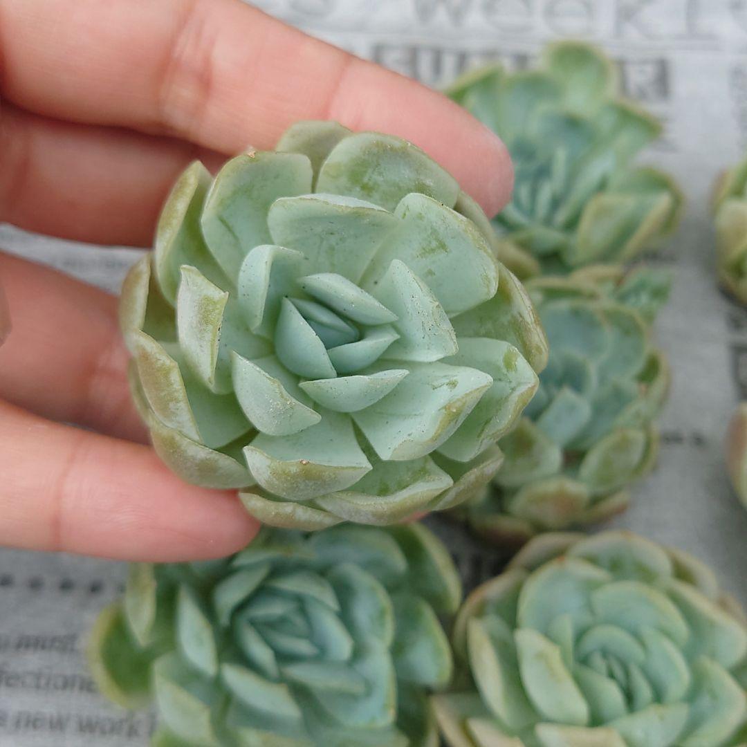 多肉植物 ラズベリーアイス 8個