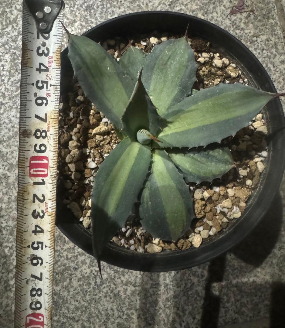 Agave （アガベ　パリー2種セット）