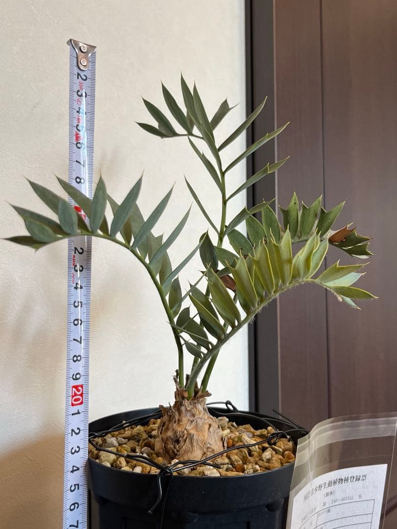 【このみのホリダス】001 エンセファラルトス　ホリダス　幹径5.6cm