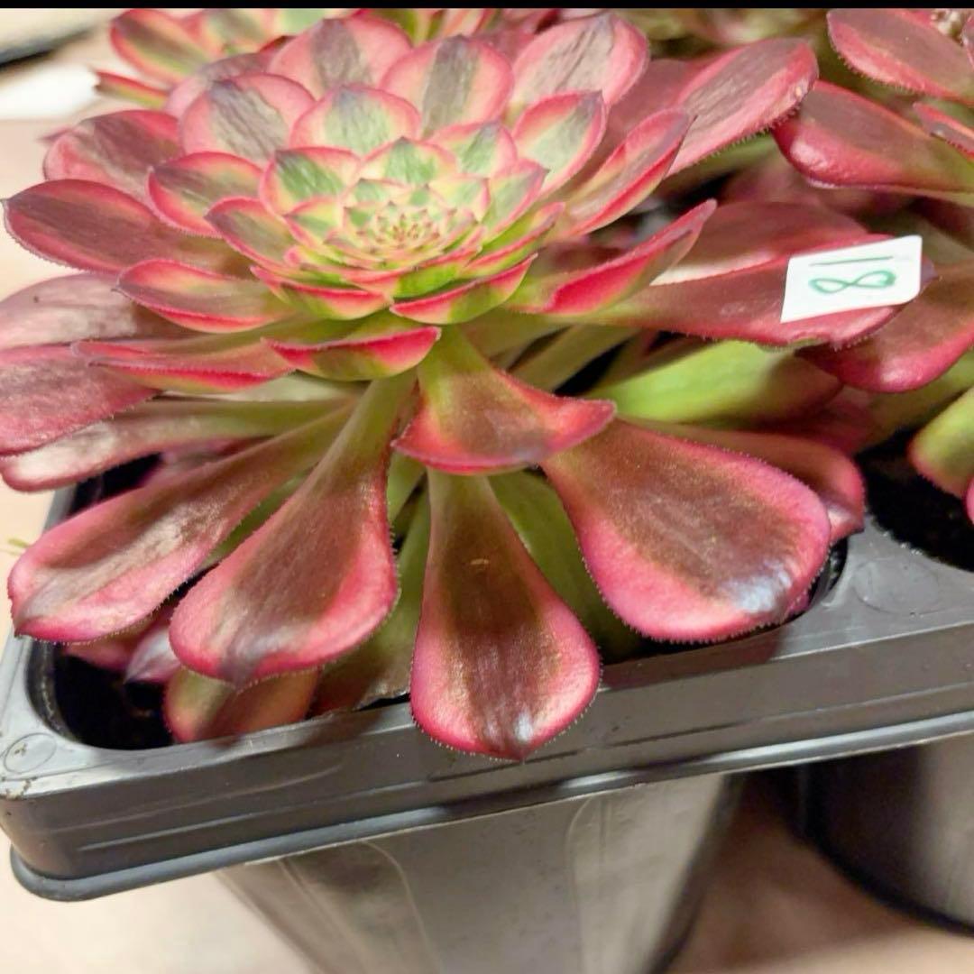 多肉植物アエオニウム錦❤️ ガーネット黄斑錦 ❤️1大頭12-13cm拔き苗
