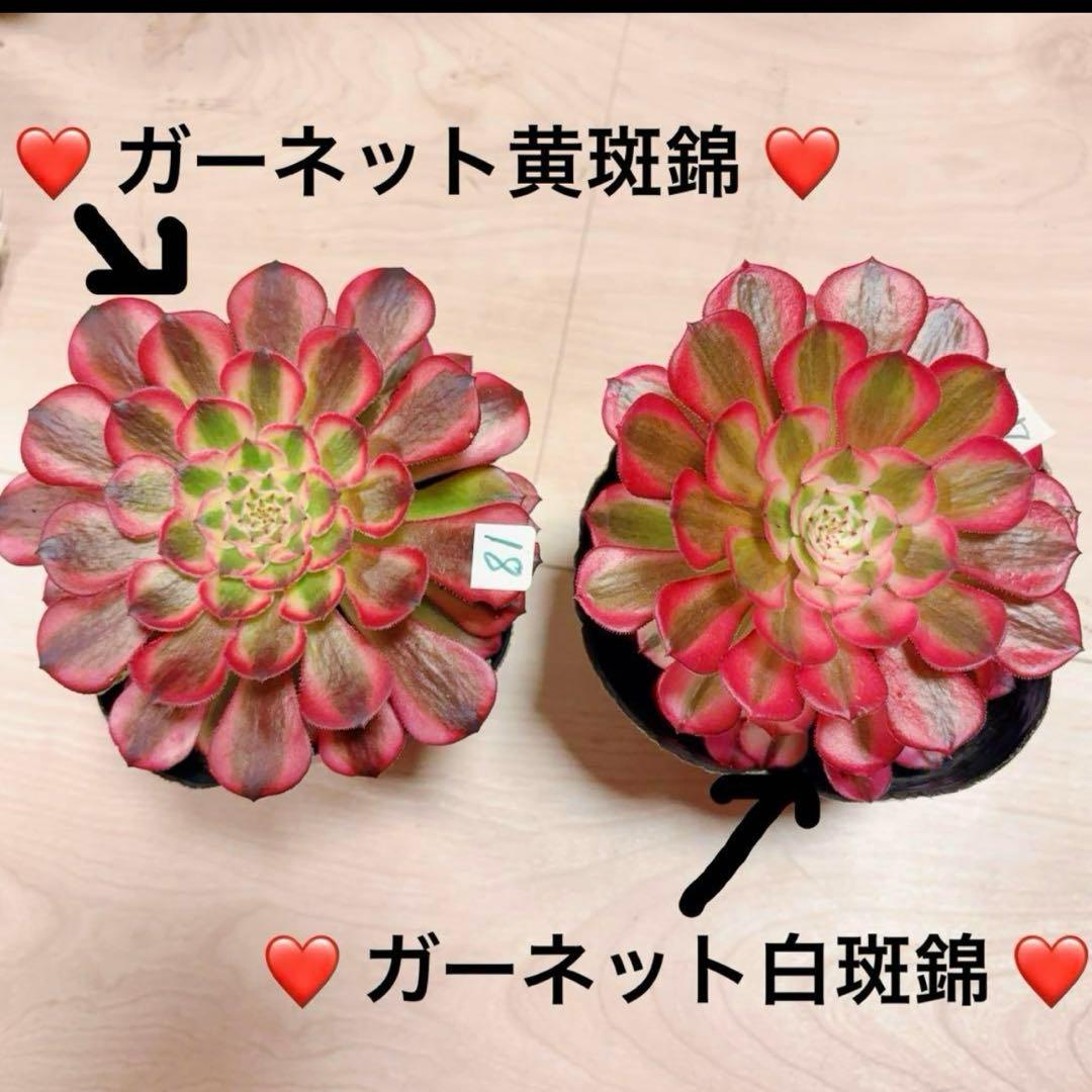 多肉植物アエオニウム錦❤️ ガーネット黄斑錦 ❤️1大頭12-13cm拔き苗