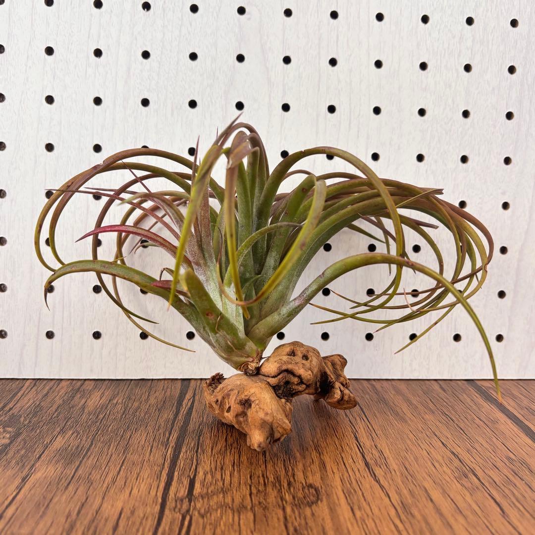レア！エアプランツ シャロンスパークル from Pachara Orchids