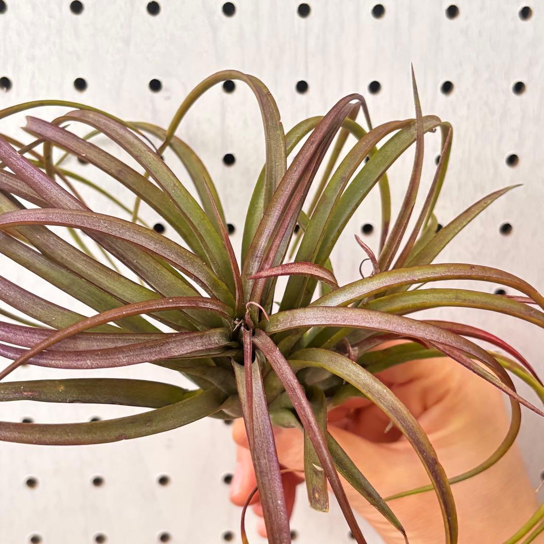 レア！エアプランツ シャロンスパークル from Pachara Orchids