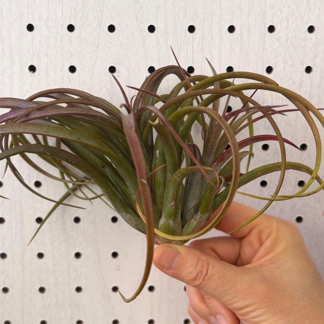 レア！エアプランツ シャロンスパークル from Pachara Orchids