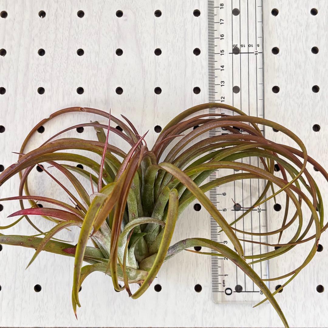 レア！エアプランツ シャロンスパークル from Pachara Orchids