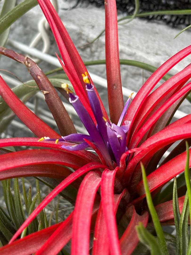 レア！エアプランツ シャロンスパークル from Pachara Orchids