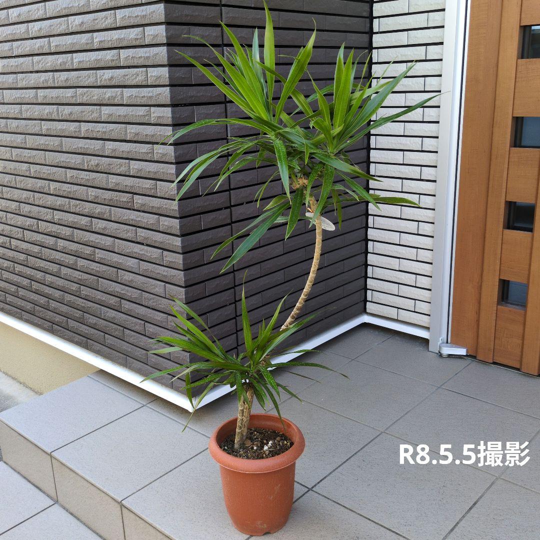 観葉植物 ドラセナ ナビー ７号鉢