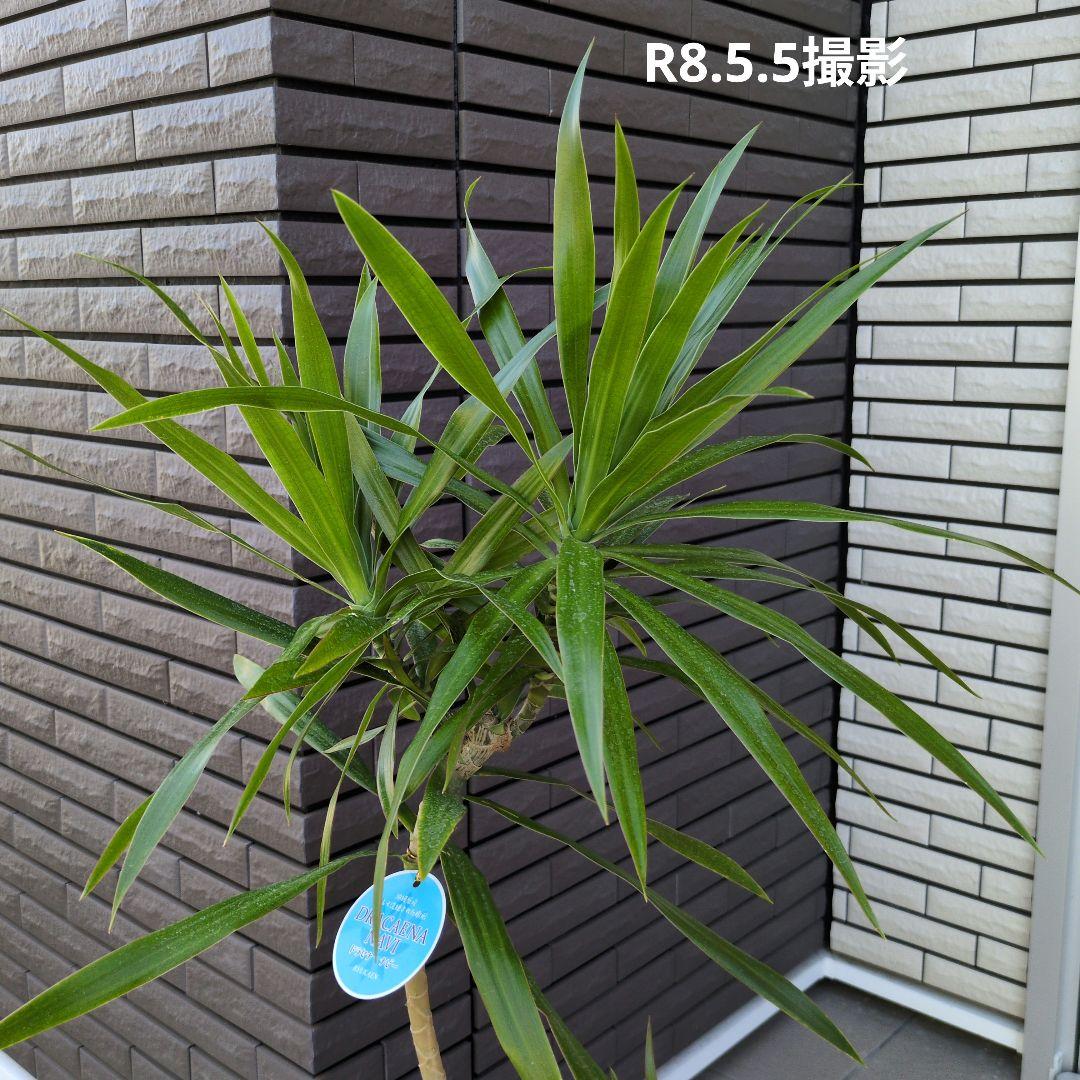 観葉植物 ドラセナ ナビー ７号鉢