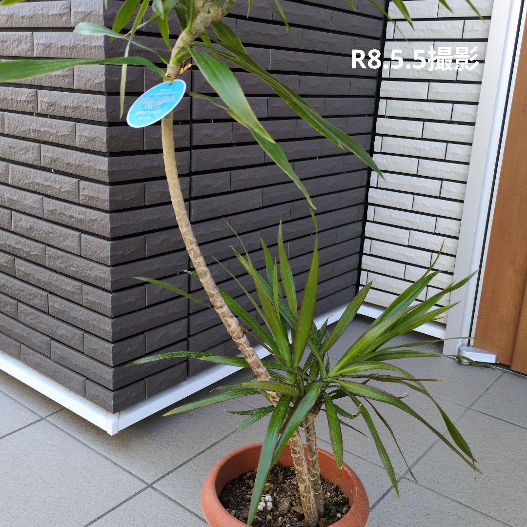 観葉植物 ドラセナ ナビー ７号鉢