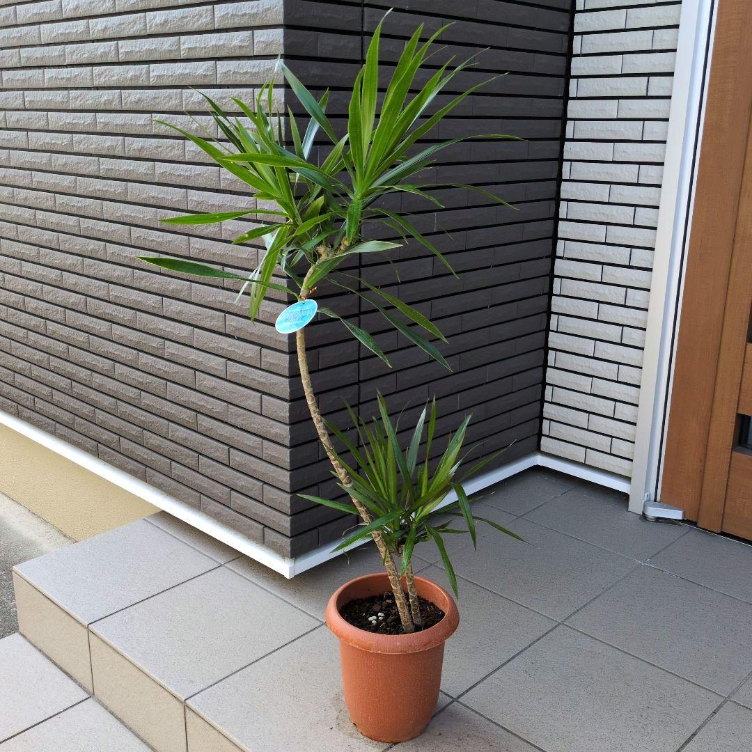 観葉植物 ドラセナ ナビー ７号鉢