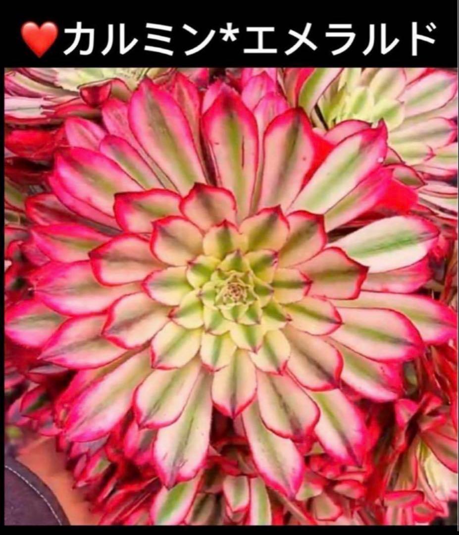 多肉植物アエオニウム錦❤カルミン*エメラルド錦❤️