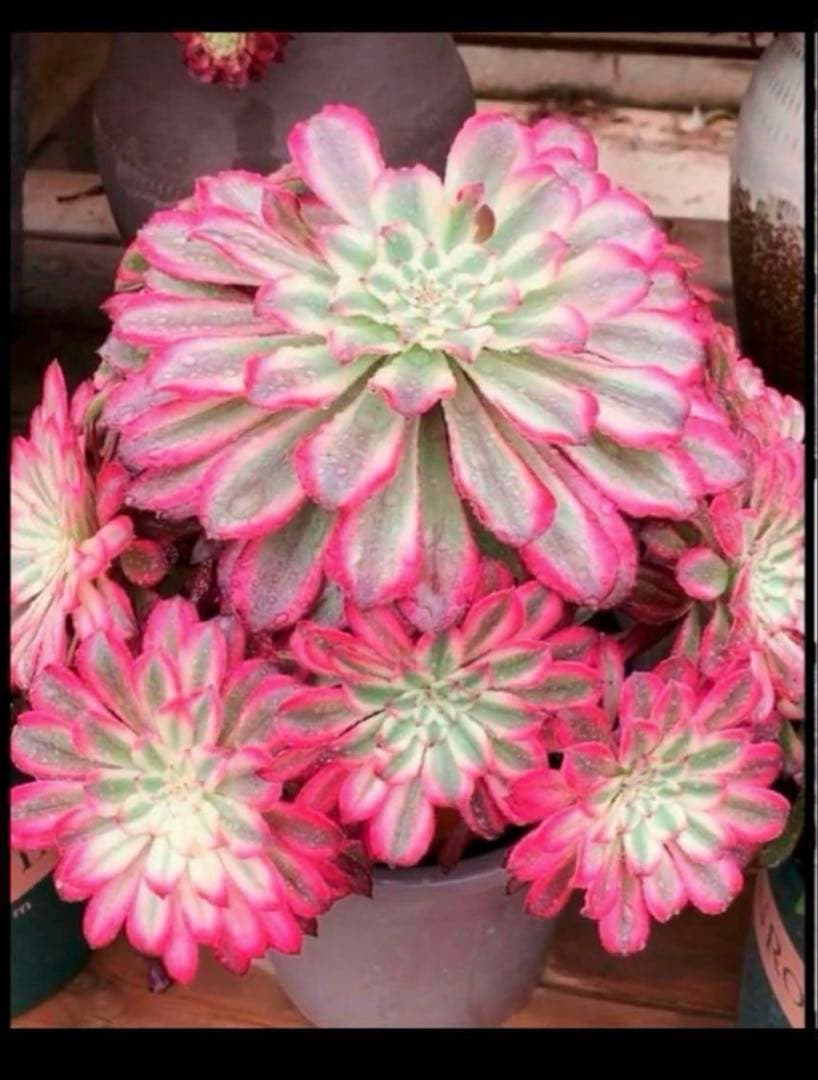 多肉植物アエオニウム錦❤カルミン*エメラルド錦❤️