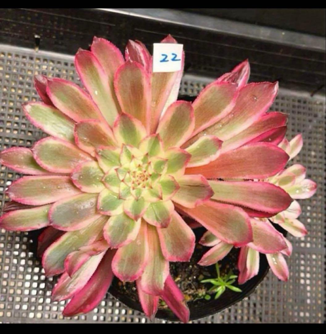 多肉植物アエオニウム錦❤カルミン*エメラルド錦❤️