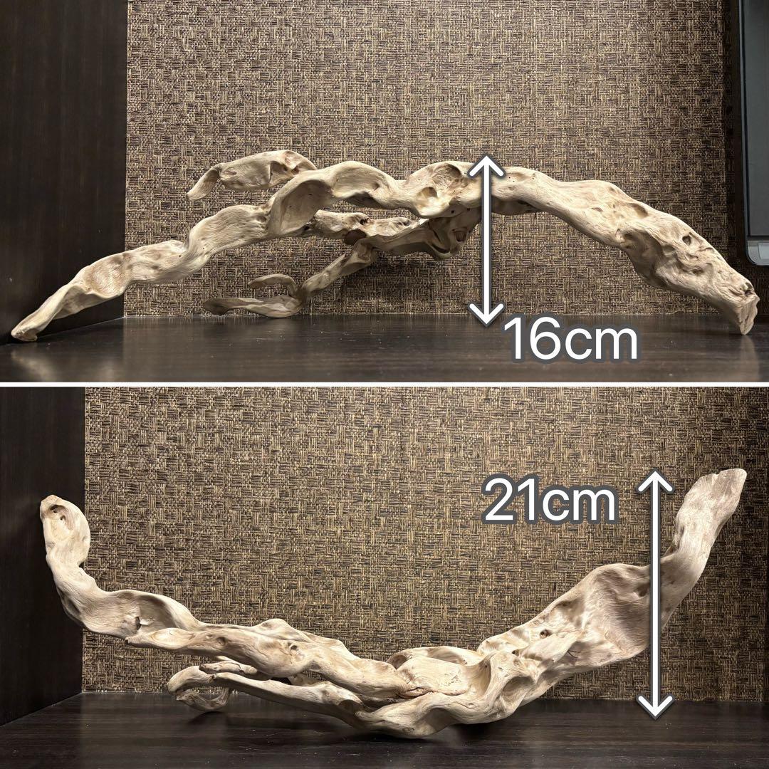 流木 うねうね系ロング　59cm