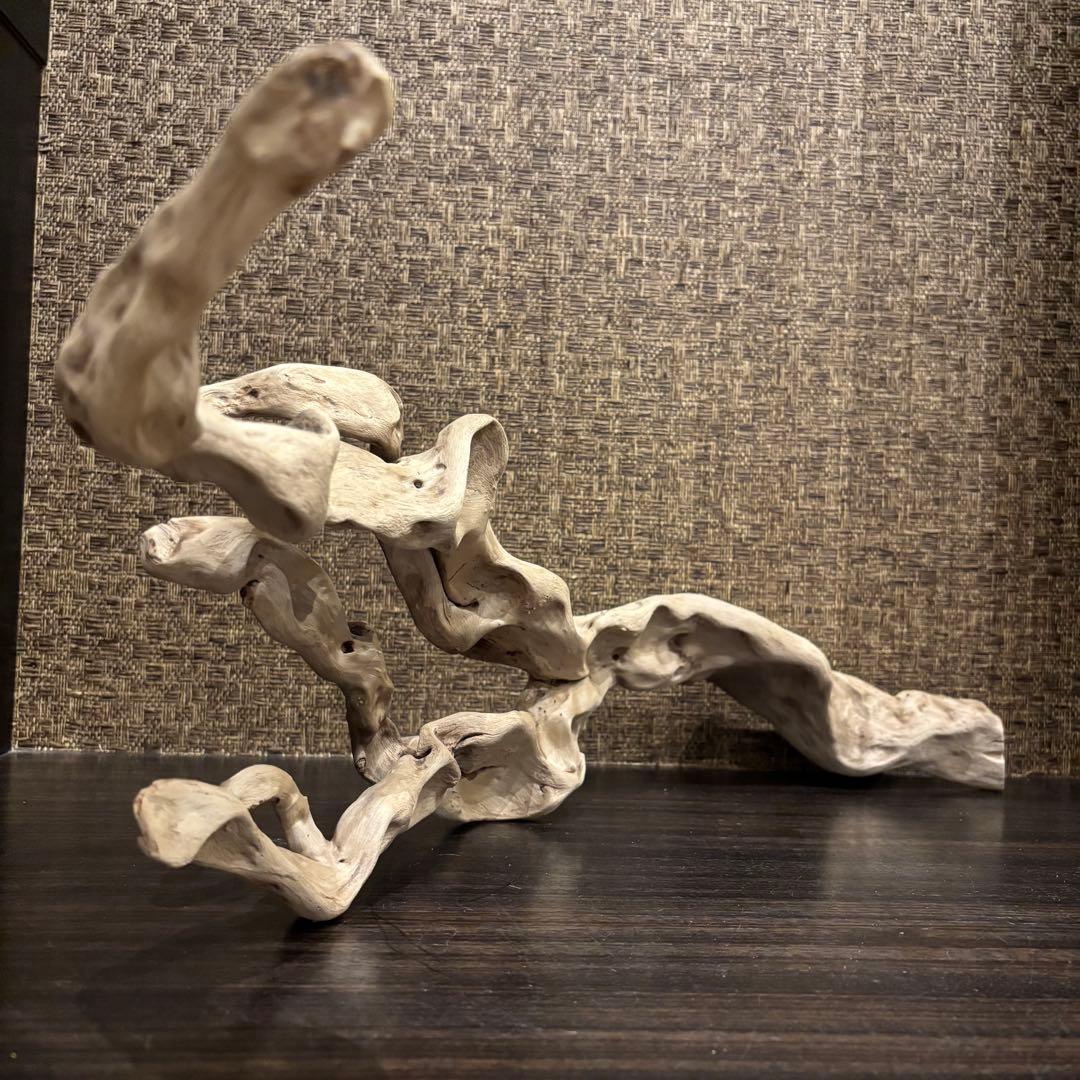 流木 うねうね系ロング　59cm