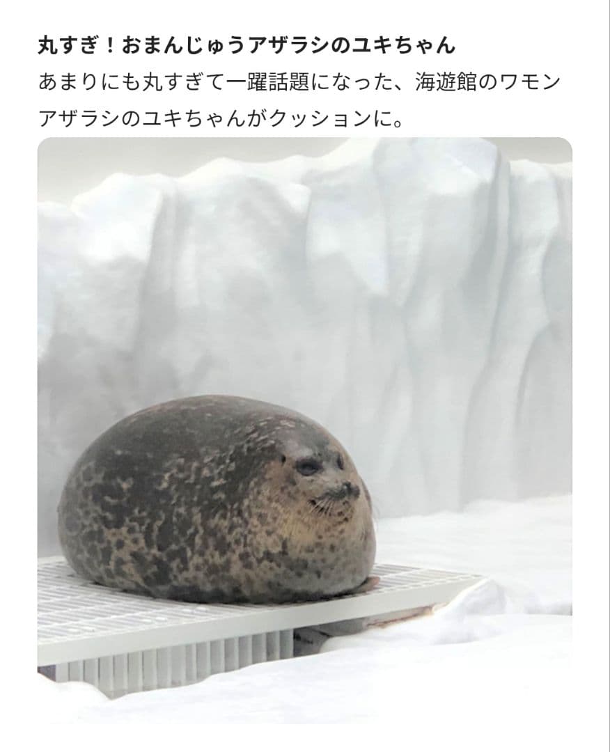 YOU+MORE! おまんじゅうアザラシユキちゃん もっちりビッグクッション