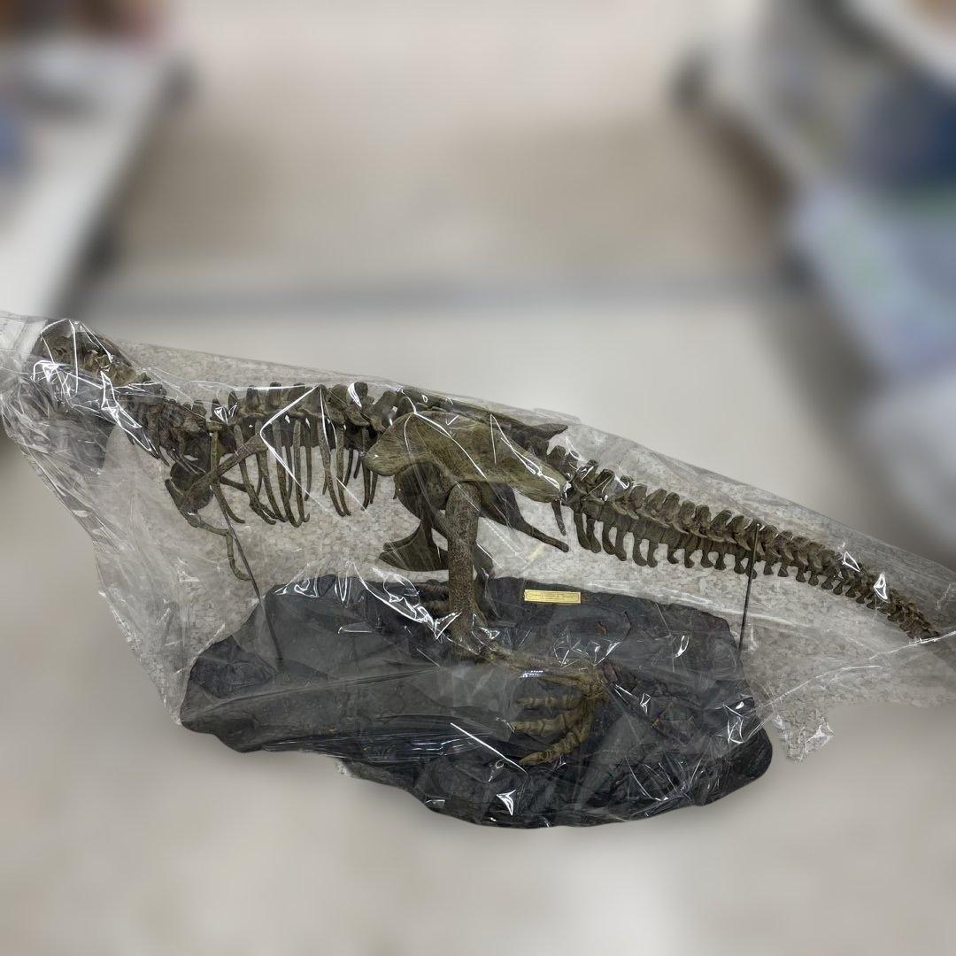 ティラノサウルス 骨格模型 1/10スケール 大型