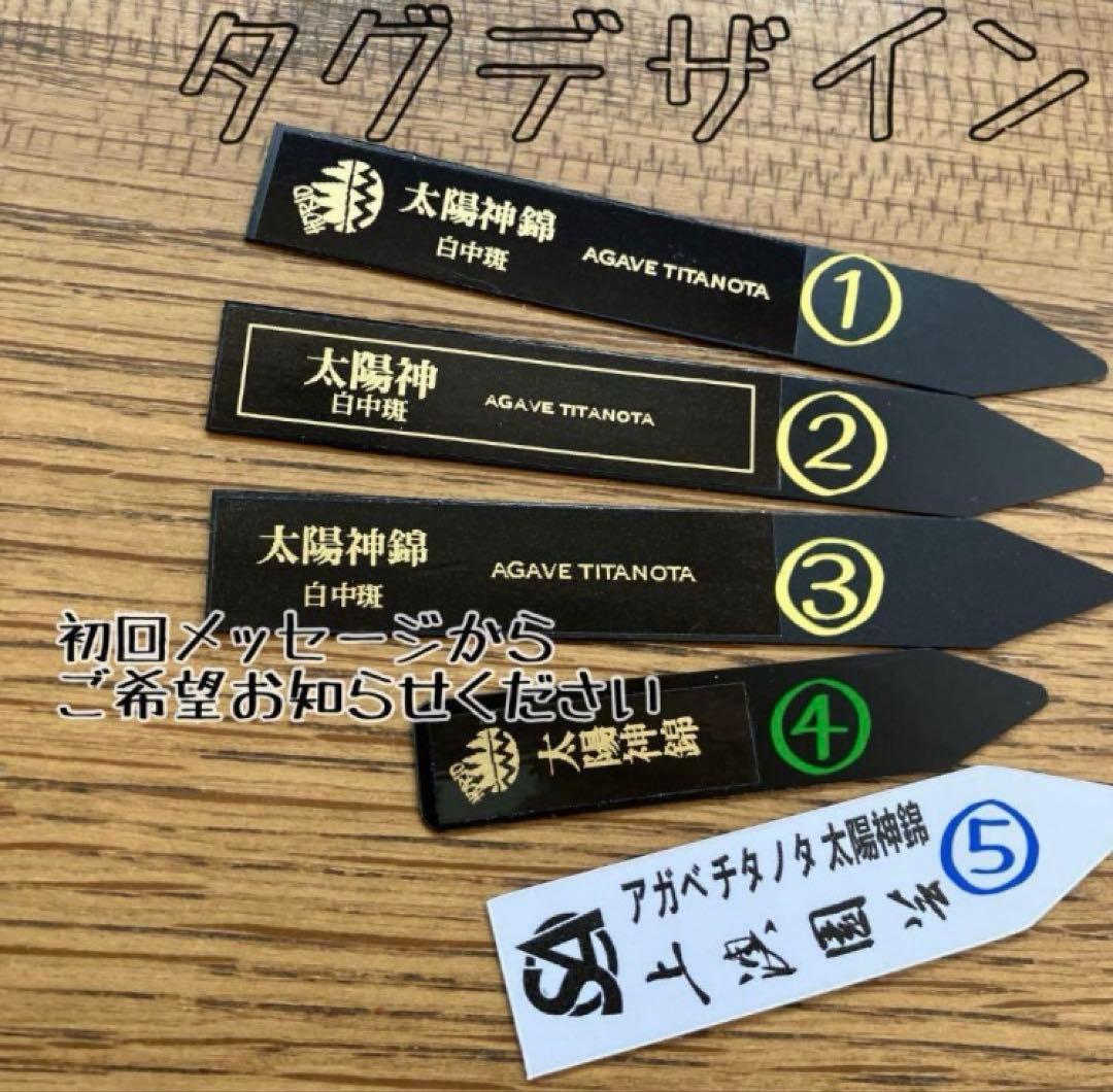 て*可様 【オークション】活着　美株　大きめ　アガべ　太陽神錦　白中斑　縞斑　T