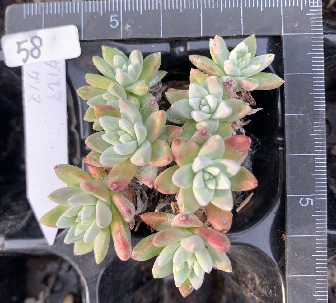 多肉植物　白菊　ダドレア　グノマ　Dudleya gnoma 1株